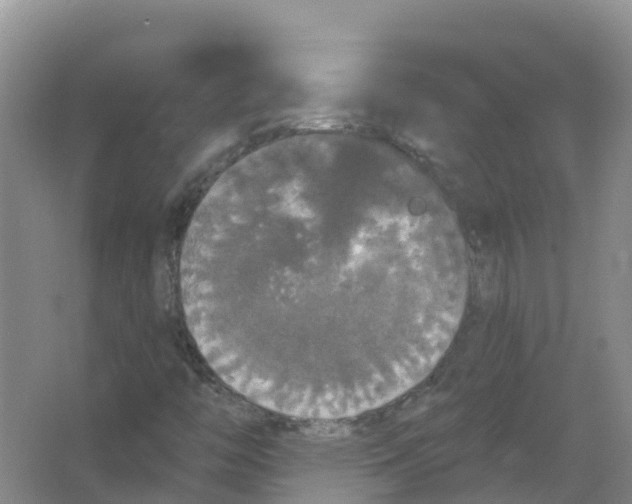 X0000066971446200604142128