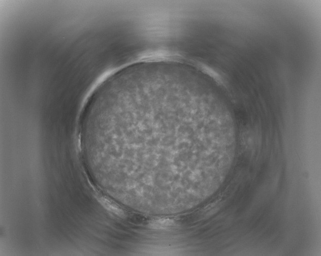 X0000066971462200604142128