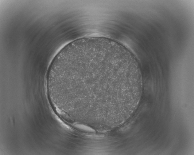 X0000066971476200604142128