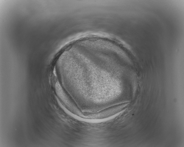 X0000066971496200604142127