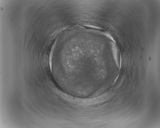 X0000066970043200604211917