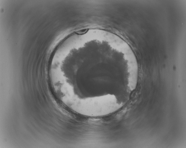 X0000066970055200604211917