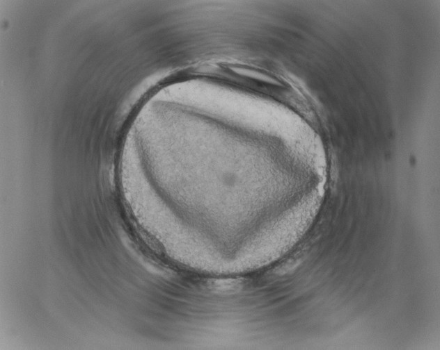 X0000066970060200604211917