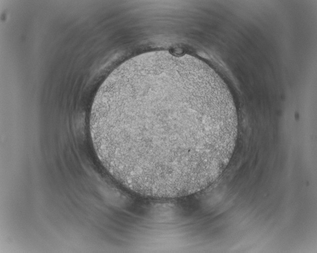 X0000066970066200604211917