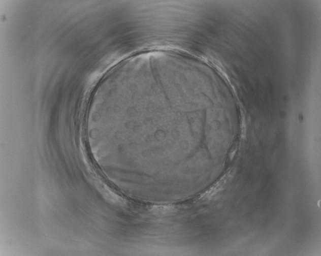 X0000066970145200604211915