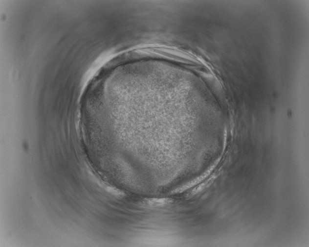 X0000066970152200604211915