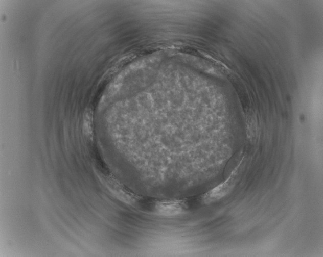 X0000066970175200604211915