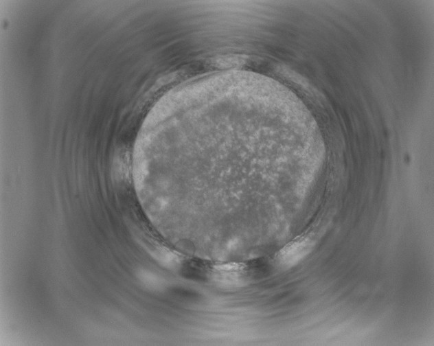 X0000066970240200604211914