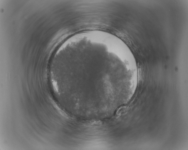 X0000066970243200604211913