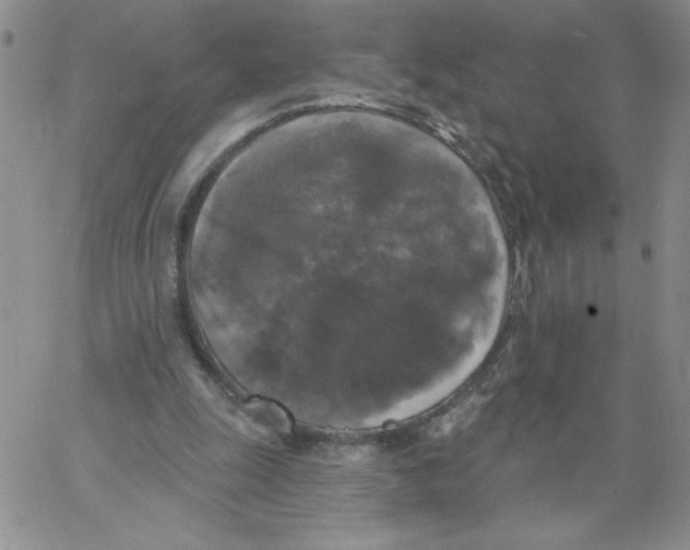 X0000066970247200604211913