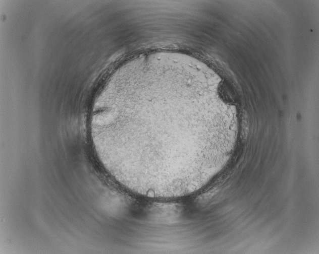 X0000066970260200604211914