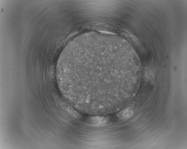 X0000066970326200604211913