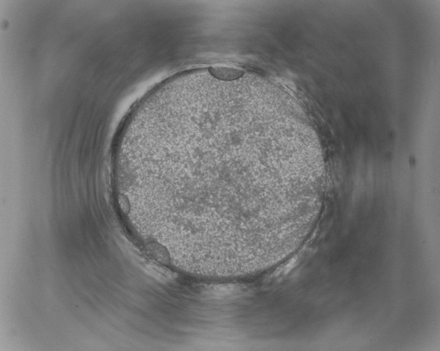 X0000066970342200604211912