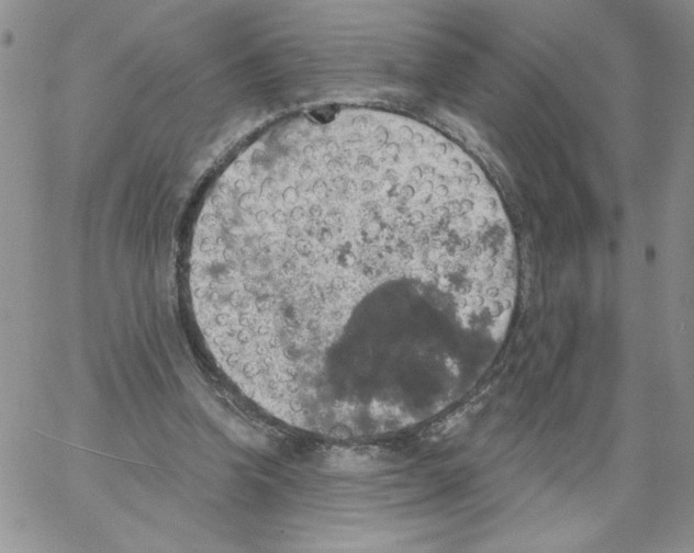 X0000066970346200604211912