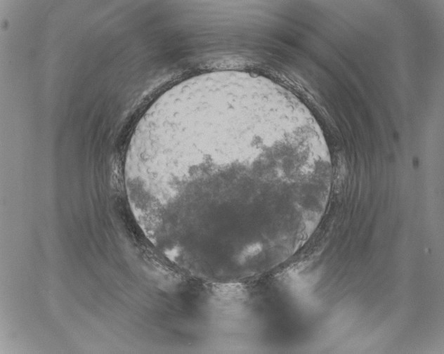 X0000066970355200604211912