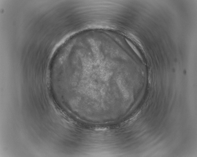 X0000066970388200604211912