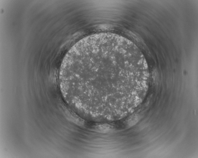 X0000066970423200604211911