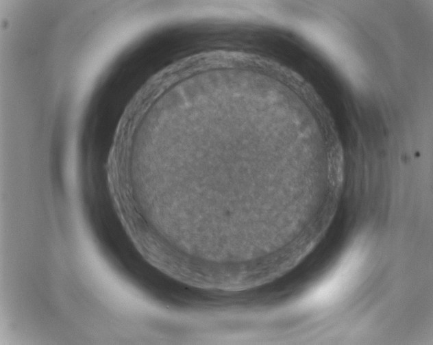 X0000066970431200604211911