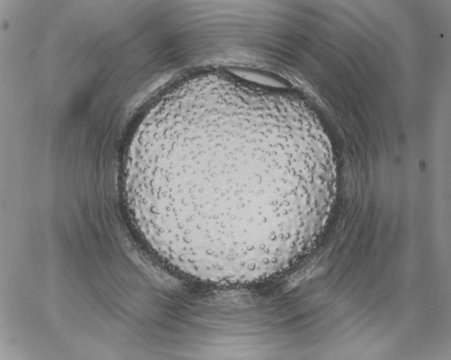 X0000066970446200604211910