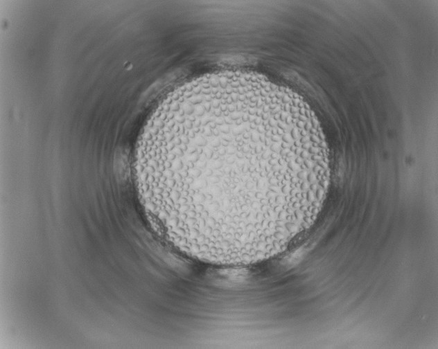 X0000066970478200604211911