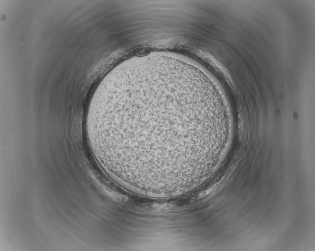 X0000066970493200604211910