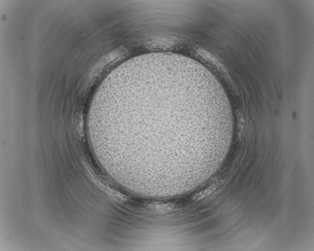 X0000066970498200604211910