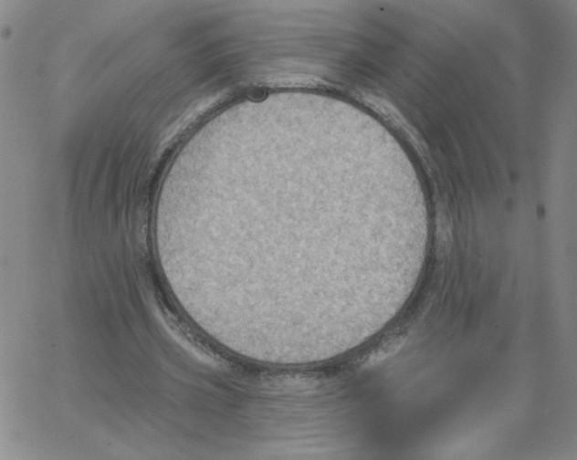 X0000066970533200604211909