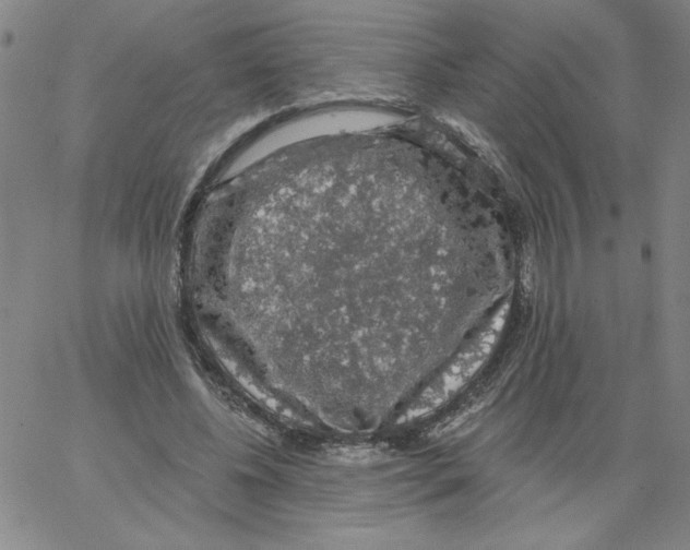 X0000066970540200604211909