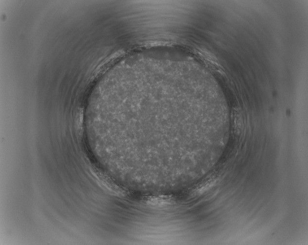 X0000066970550200604211909