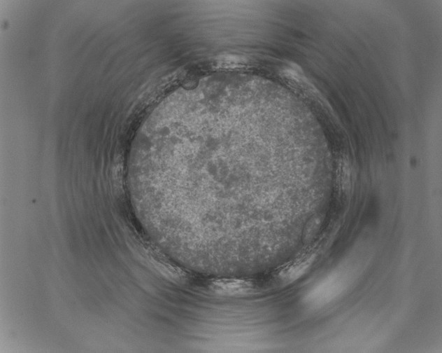 X0000066970557200604211909