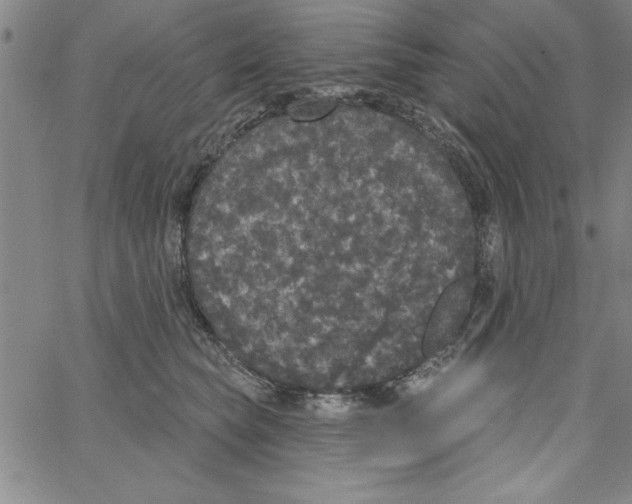 X0000066970565200604211909