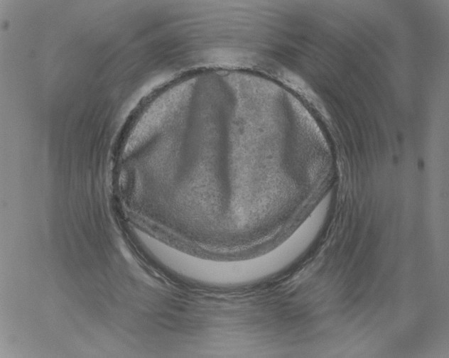 X0000066970580200604211909