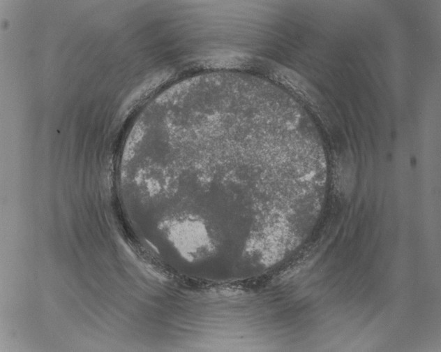 X0000066970586200604211908