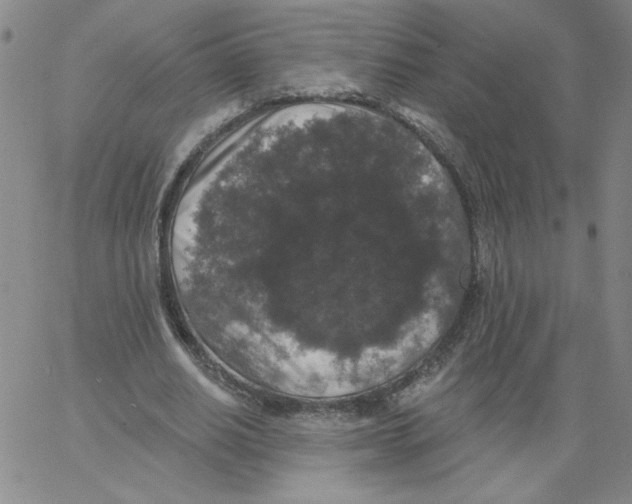 X0000066970630200604211907