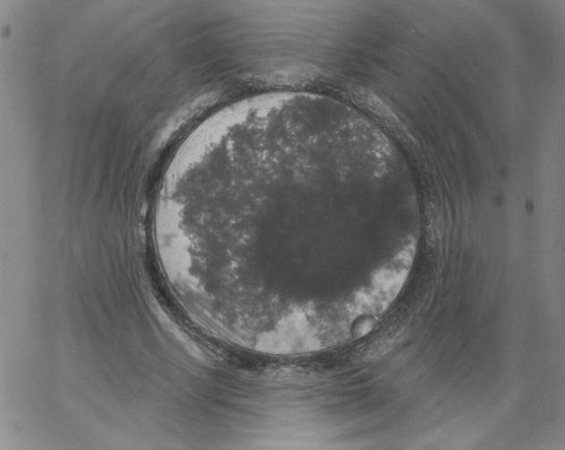 X0000066970634200604211907