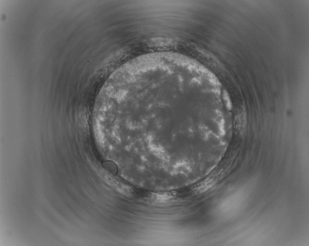 X0000066970662200604211908