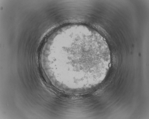 X0000066970684200604211907