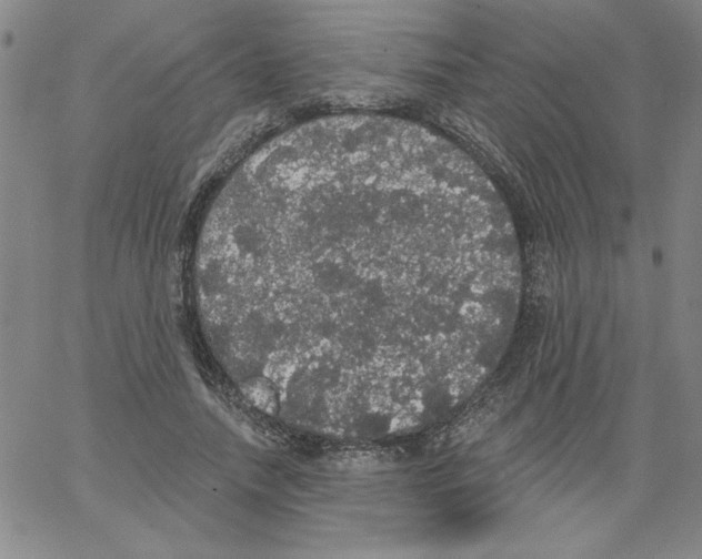 X0000066970738200604211906