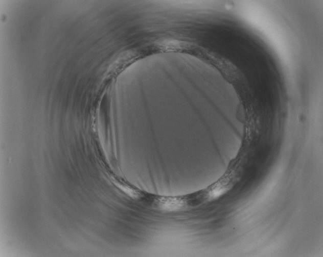 X0000066970766200604211906