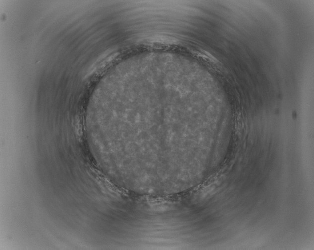 X0000066970774200604211905