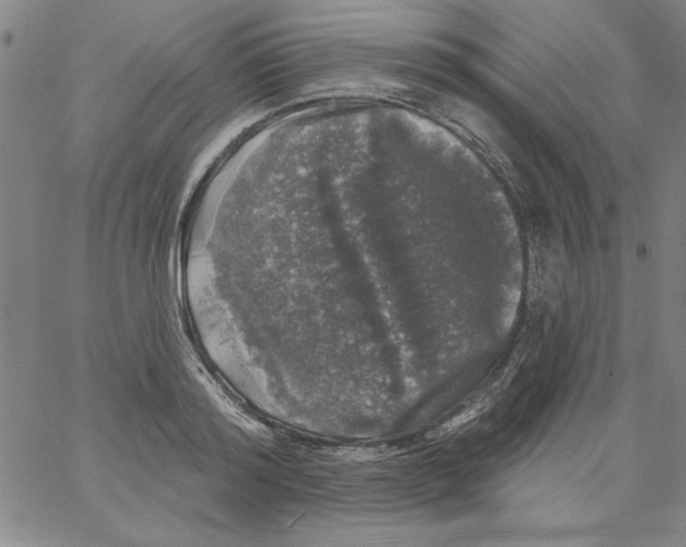 X0000066970796200604211905