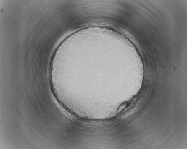 X0000066970803200604211905