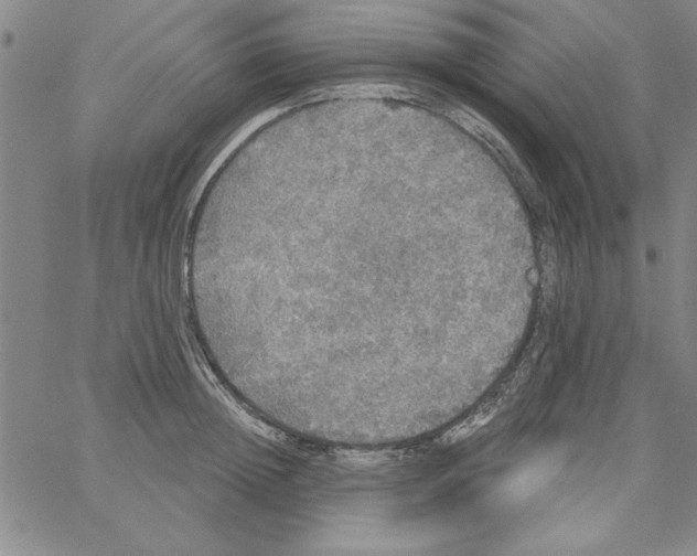 X0000066970852200604211904