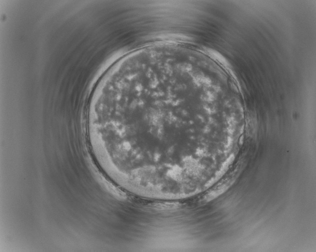 X0000066970859200604211905