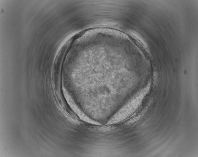 X0000066970948200604211903