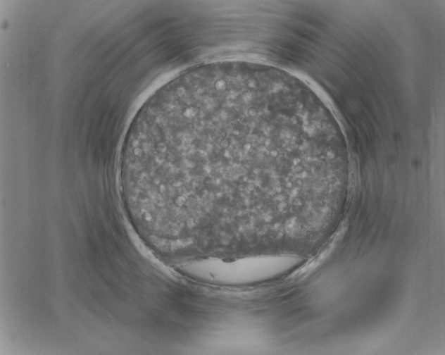 X0000066970957200604211903