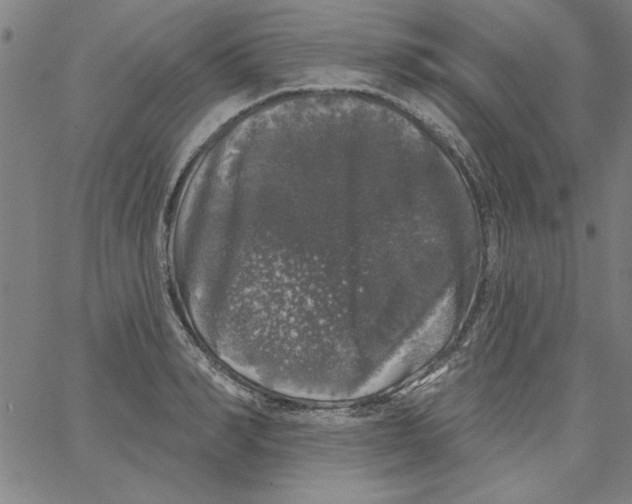 X0000066970990200604211902