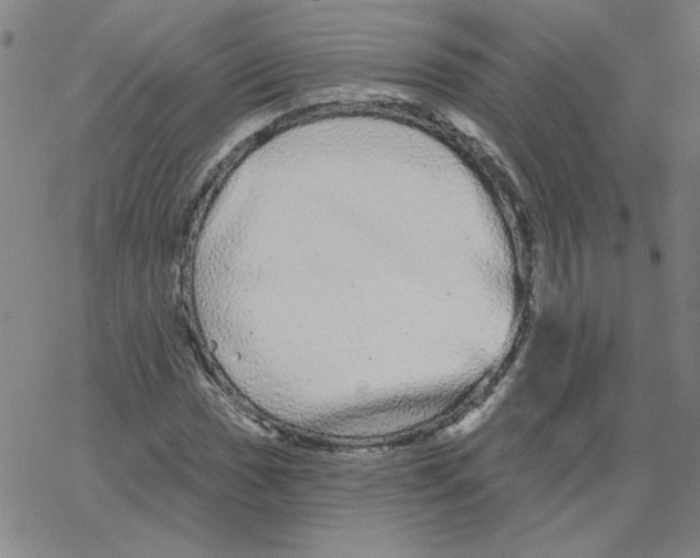 X0000066971017200604211901