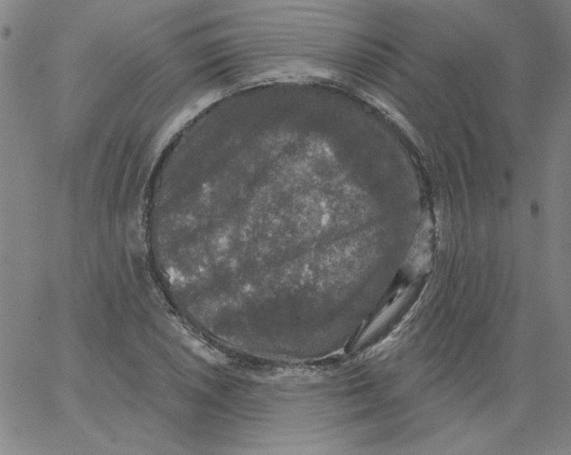 X0000066971026200604211901