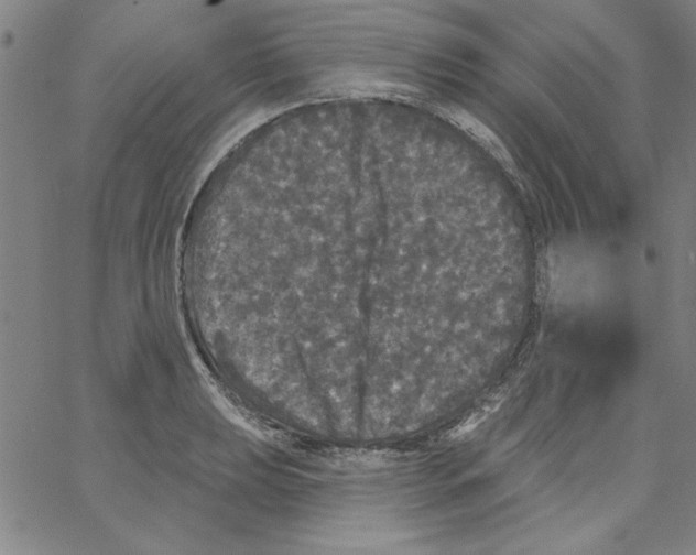 X0000066971039200604211901